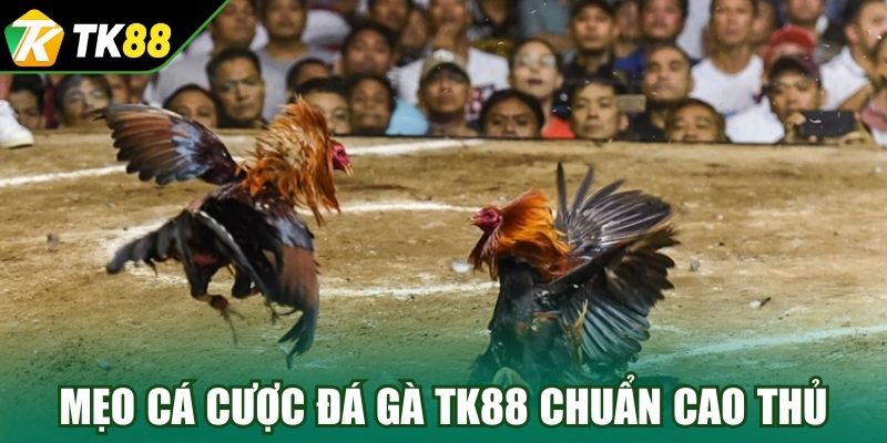 Mẹo cá cược đá gà TK88 chuẩn cao thủ
